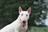 BULL TERRIER MINIATURE 102